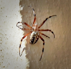 Neoscona