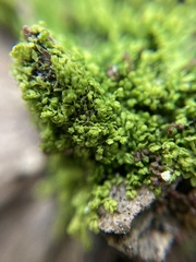 Siphonolejeunea nudipes