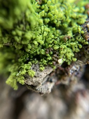 Siphonolejeunea nudipes