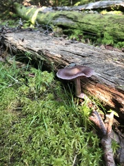 Cortinarius evernius