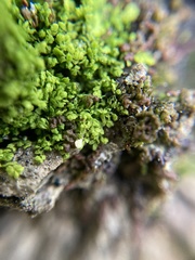 Siphonolejeunea nudipes