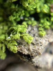 Siphonolejeunea nudipes