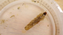 Odontoceridae