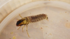 Odontoceridae