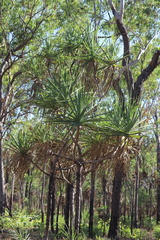 Pandanus spiralis