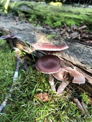 Cortinarius evernius