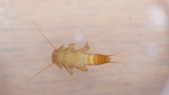 Peltoperlidae