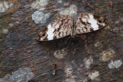 Ectima thecla