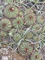 Parodia ottonis