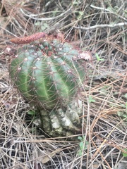 Parodia ottonis