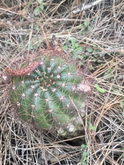 Parodia ottonis