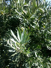 Afrocarpus gracilior