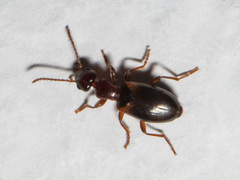 Omonadus formicarius