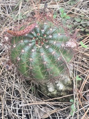 Parodia ottonis
