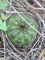 Parodia ottonis