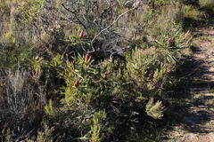 Protea burchellii