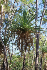 Pandanus spiralis