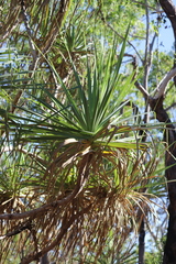 Pandanus spiralis