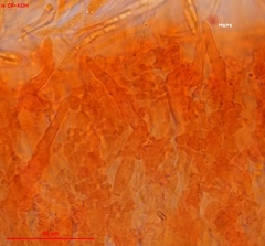 Lambertella copticola