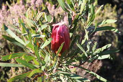 Protea burchellii