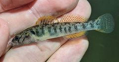 Etheostoma smithi