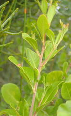 Searsia glauca