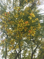 Parkinsonia aculeata