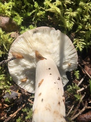 Cortinarius evernius