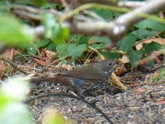 Passerella iliaca unalaschcensis