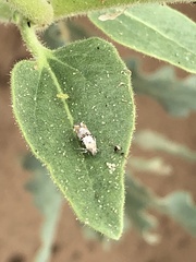 Lithariapteryx abroniaeella