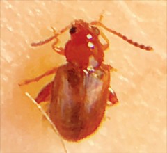 Glyptina