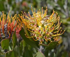 Leucospermum praecox