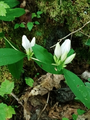 Gentiana villosa