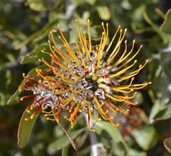 Leucospermum praecox