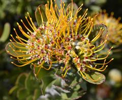 Leucospermum praecox