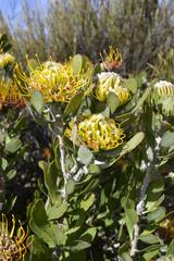 Leucospermum praecox