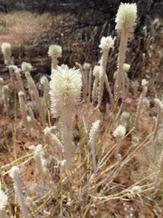 Ptilotus xerophilus