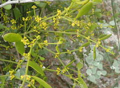 Viscum obscurum