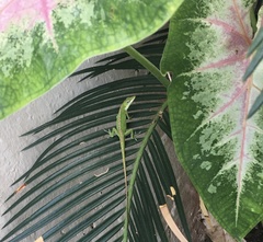 Anolis carolinensis