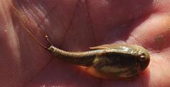 Triops granarius