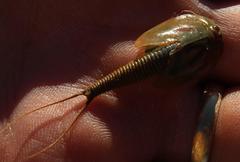 Triops granarius