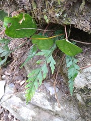 Asplenium oldhamii