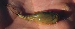 Triops granarius