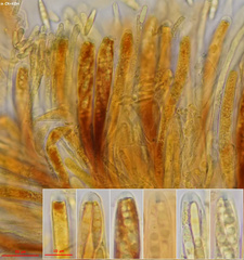 Lambertella copticola