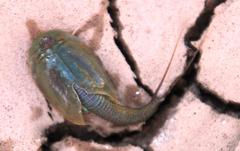 Triops granarius