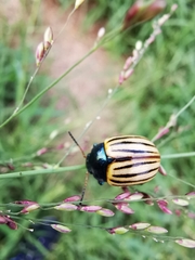 Leptinotarsa calceata