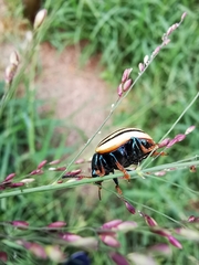 Leptinotarsa calceata