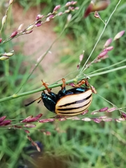 Leptinotarsa calceata
