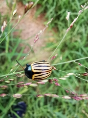 Leptinotarsa calceata