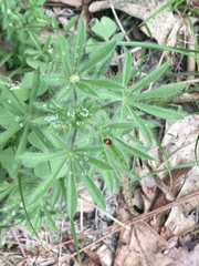 Lupinus bracteolaris